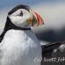 puffin_atlantic_msi_h_2662_can2048.jpg
